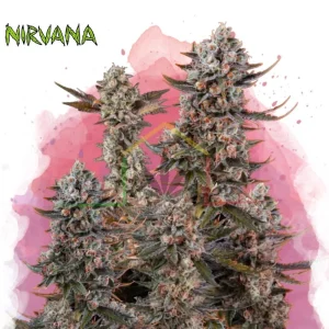 LITHIUM OG KUSH
