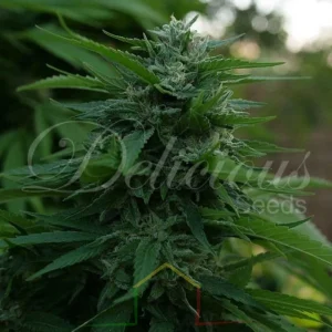 LORD KUSH