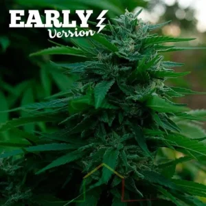 LORD KUSH EARLY VERSION