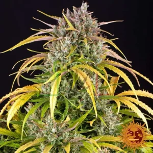 LSD AUTO