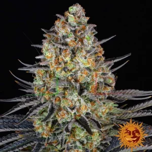 LSD