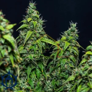 MAGNUM AUTO