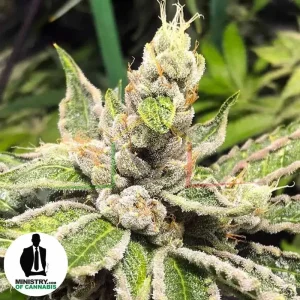 MAMACITA’S COOKIES
