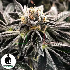 MANDARIN GELATO