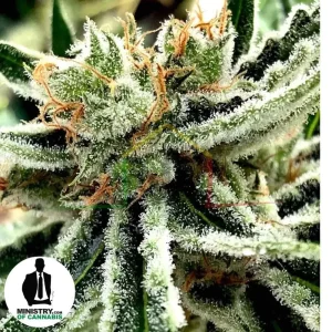 MANDARIN HAZE