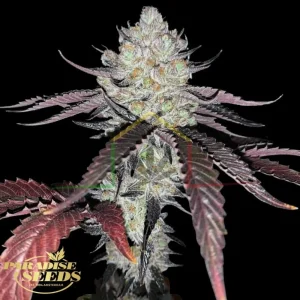 MARSHMALLOW OG