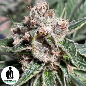 MARS MELLOW