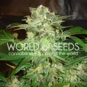 MAZAR KUSH