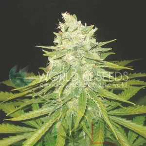 MAZAR X GREAT WHITE SHARK