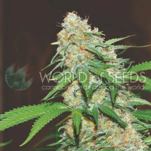 MAZAR X WHITE RHINO