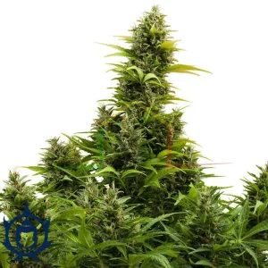 MEDIKIT AUTO