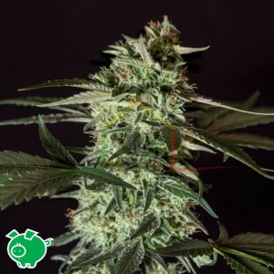MEDIZINAL CBD