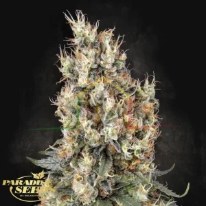 MENDOCINO SKUNK