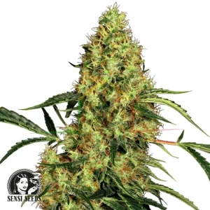 MEXICAN SATIVA