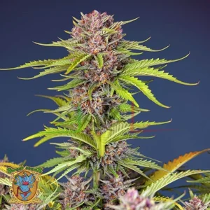 MIMOSA BRUCE BANNER XL AUTO
