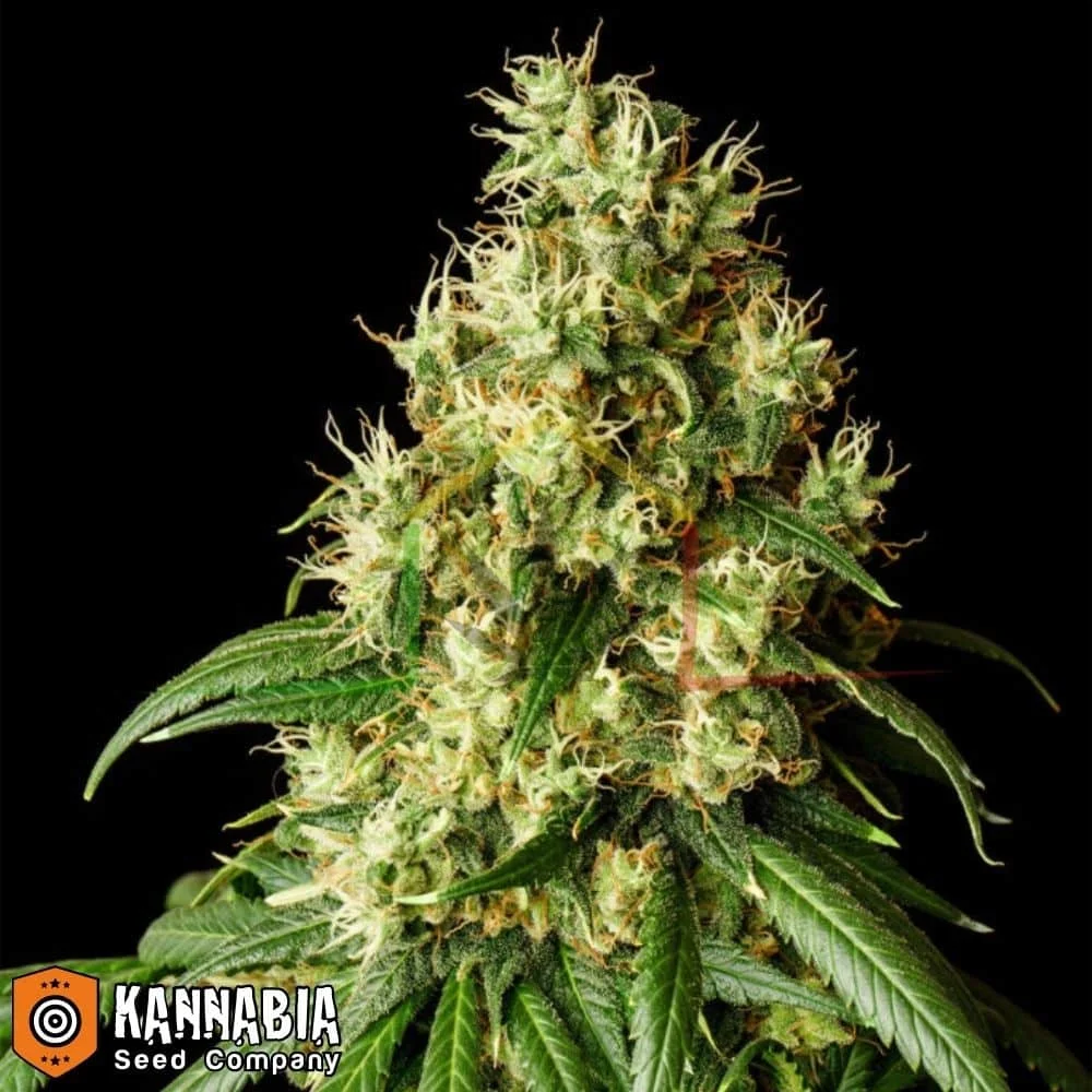 MIMOSA DREAM