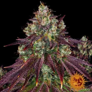 MIMOSA EVO