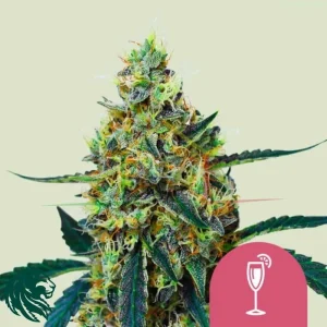 MIMOSA