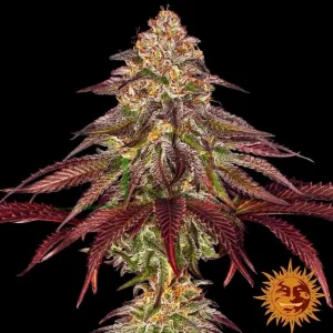 MIMOSA X ORANGE PUNCH