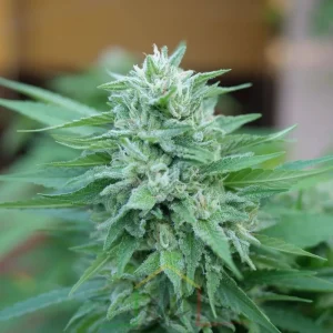 MOBY DELICIOUS