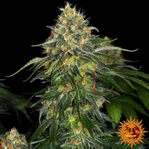 MOBY DICK AUTO
