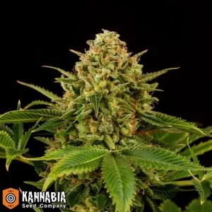 MONKEY GREASE
