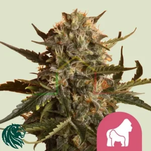 MOTHER GORILLA