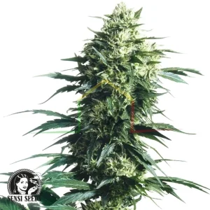 MOTHER’S FINEST REGULAR