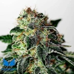 MYSTIC COOKIE AUTO