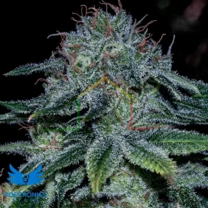 MYSTIC COOKIE