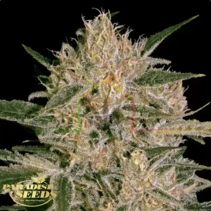 NEBULA II CBD