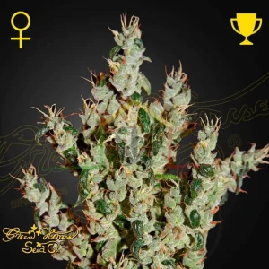 NL5 HAZE MIST