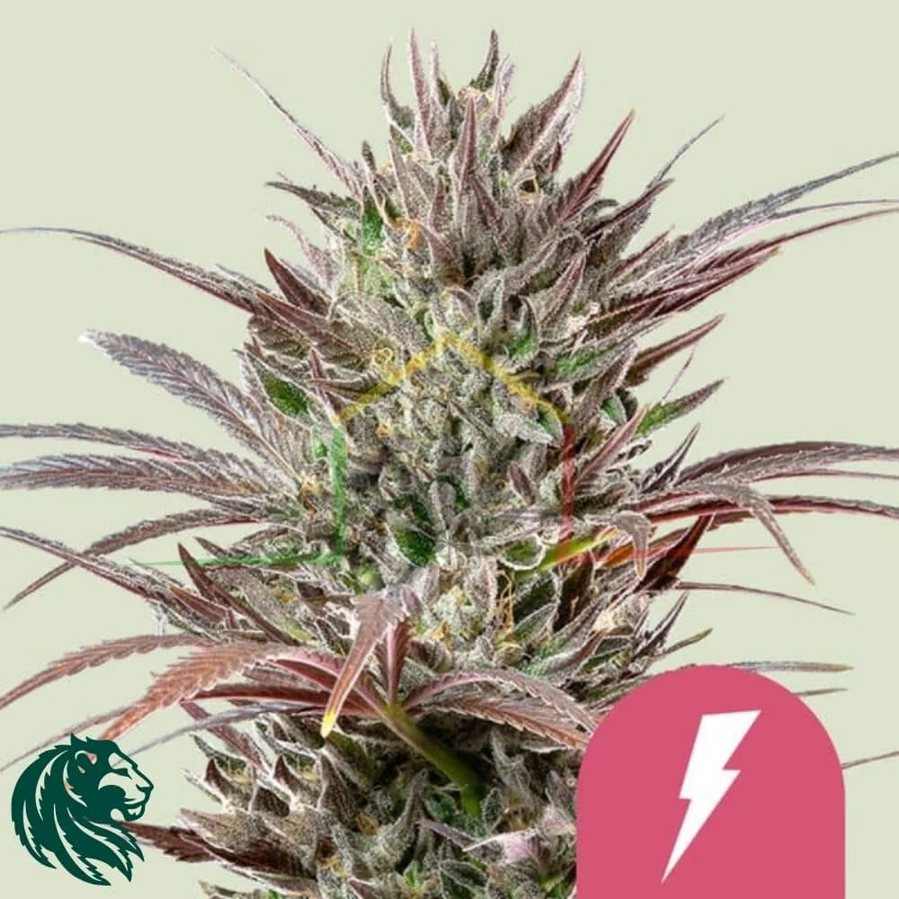 NORTH THUNDERFUCK - Imagen 2