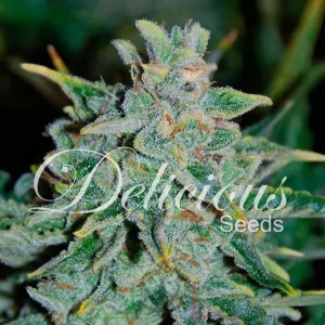 NORTHERN LIGHT BLUE AUTO