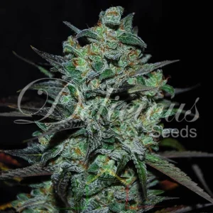 NORTHERN LIGHT BLUE THC-FREE