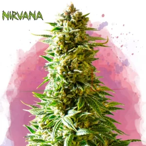 NORTHERN LIGHTS