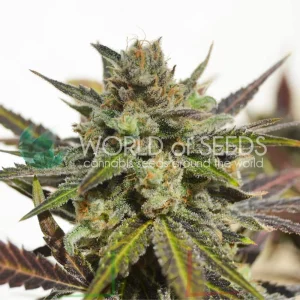 NORTHERN LIGHTS X SKUNK