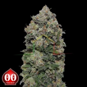 NORTHERN LIGHTS