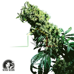 NORTHERN LIGHTS #5 X HAZE