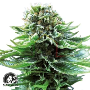 NORTHERN LIGHTS AUTO
