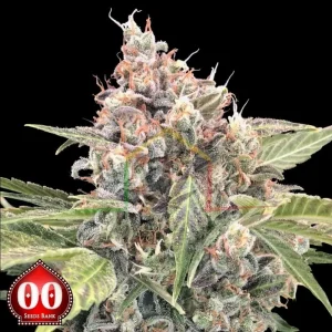 NORTHERN LIGHTS CBD