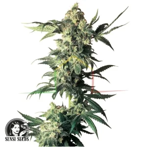 NORTHERN LIGHTS REGULAR