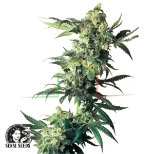 NORTHERN LIGHTS