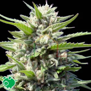 NORTHERN LIGHTS X