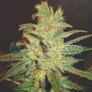 NORTHERN LIGHT X BIG BUD EARLY VERSION