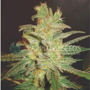 NORTHERN LIGHTS X BIG BUD