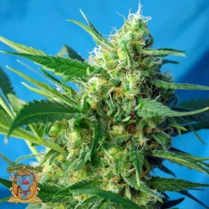 ICE COOL AUTO
