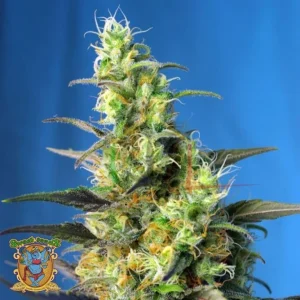 NYC DIESEL CBD