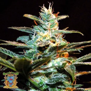 ICE COOL (NYC DIESEL)