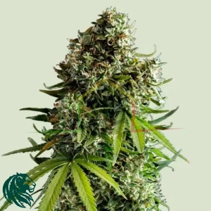 NYC SOUR D AUTO